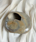 Cypraea lurida