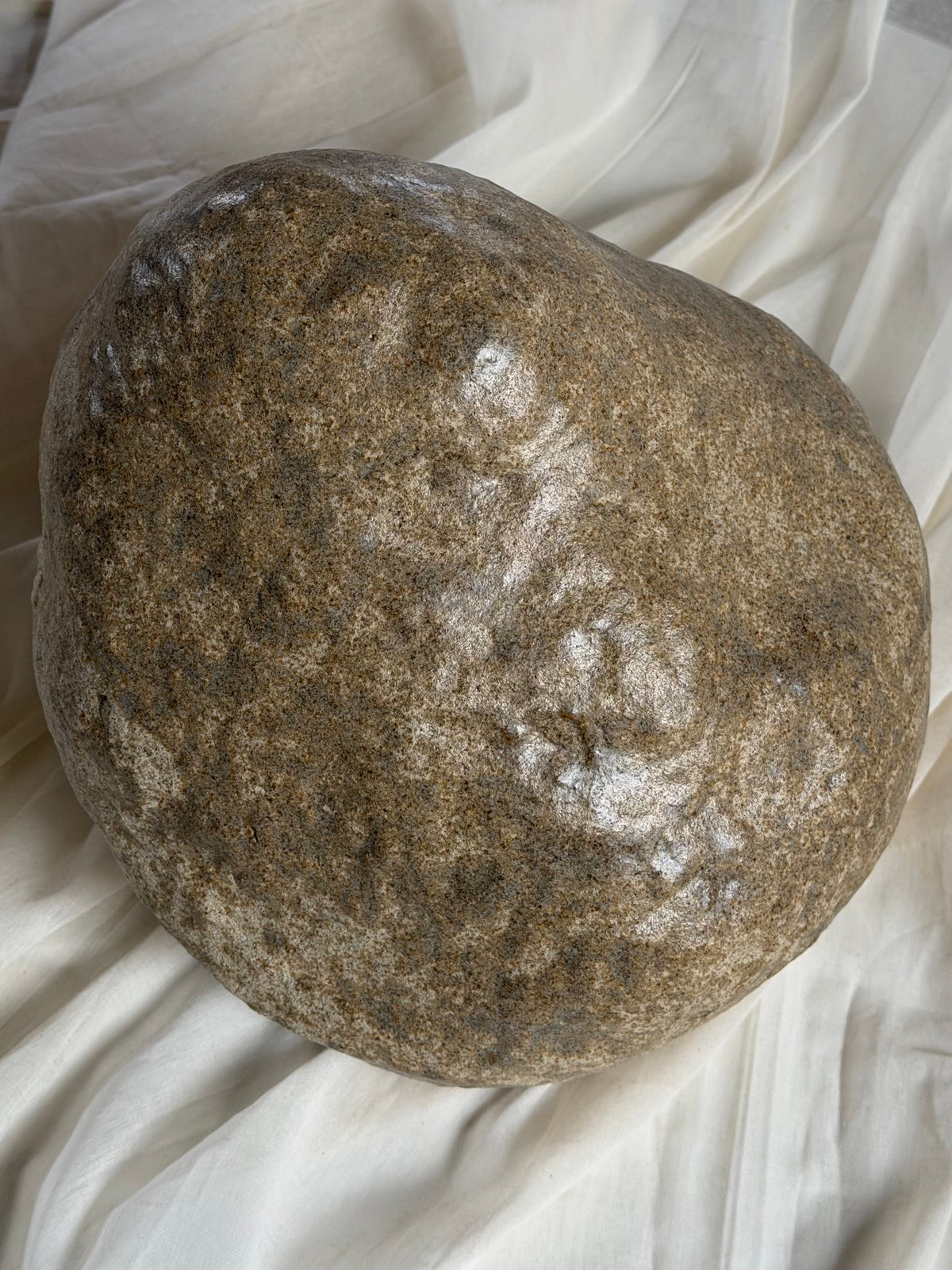 Scleractinian Fragment 04