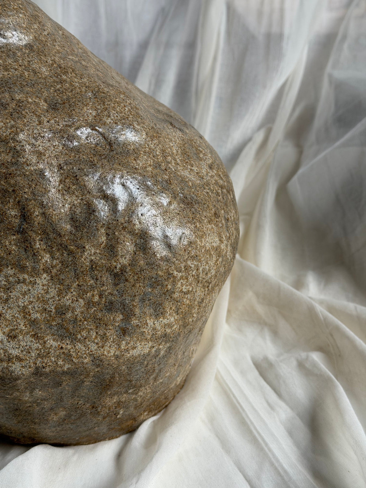 Scleractinian Fragment 04